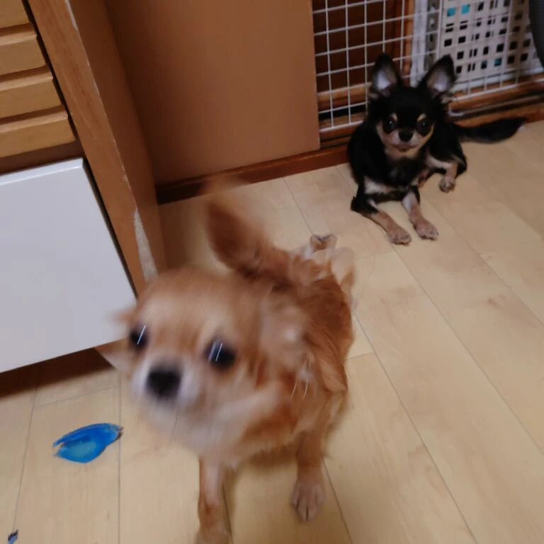 ブログ