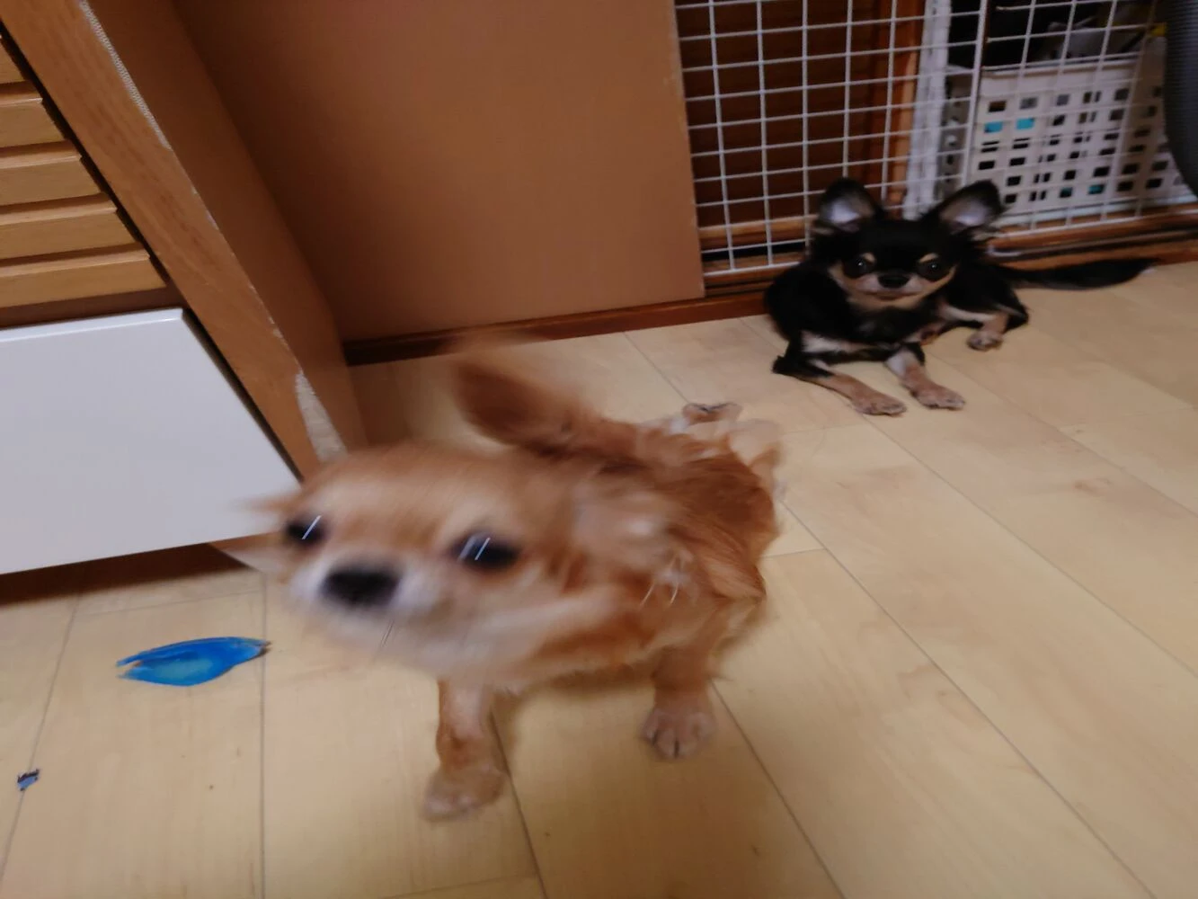 ブログ