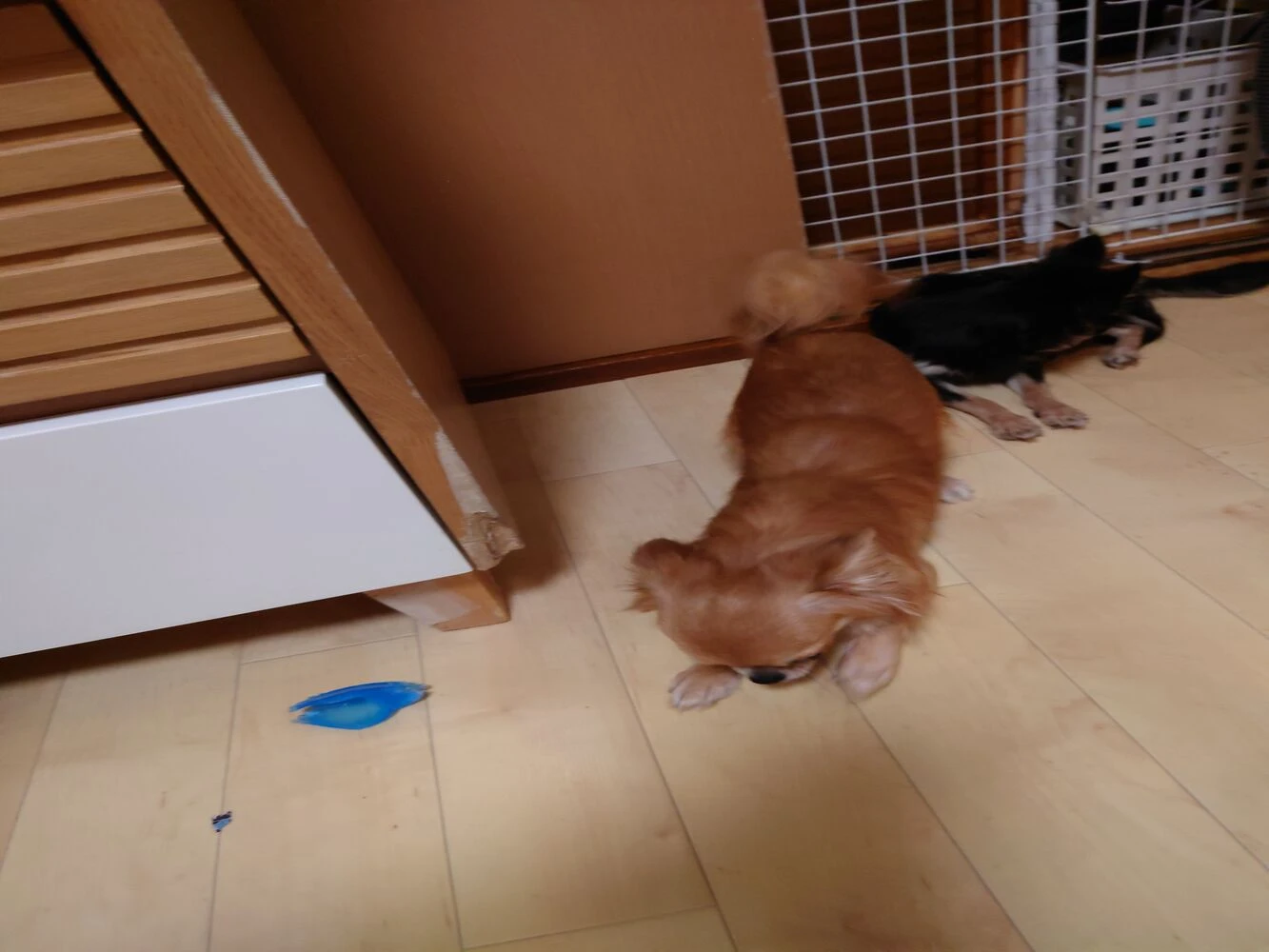 ブログ