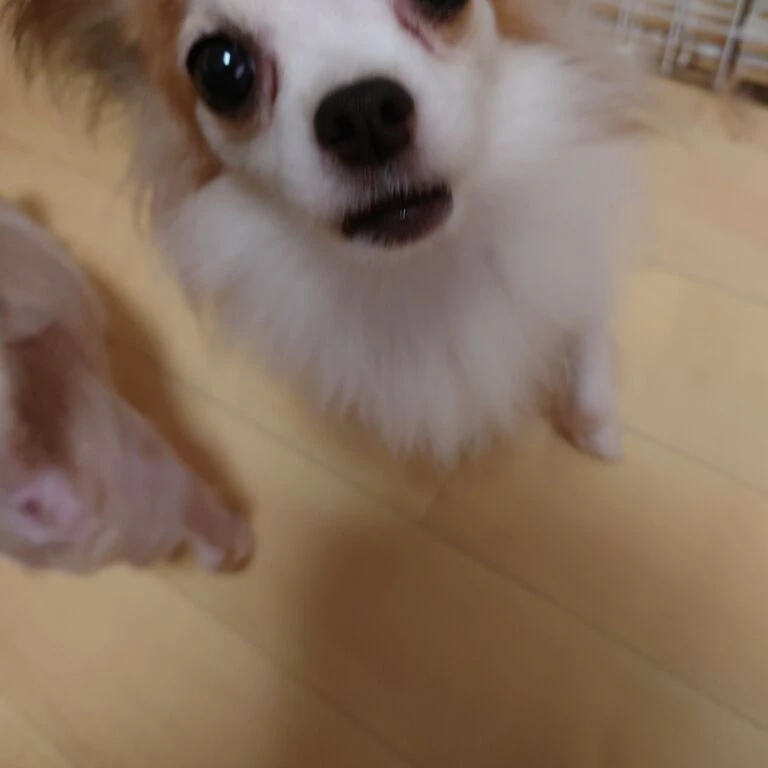 ブログ