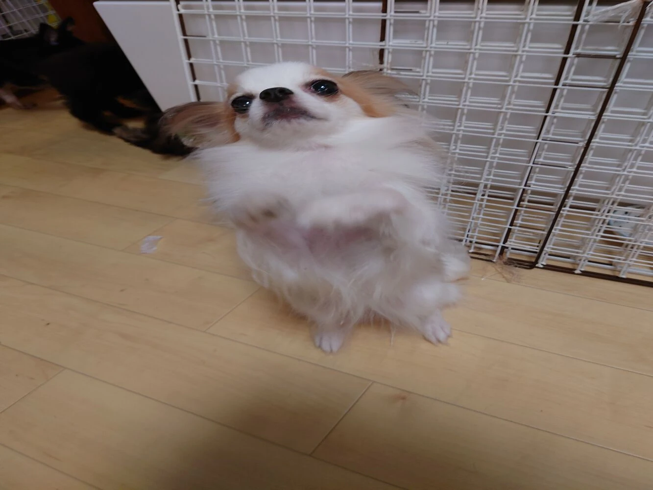 ブログ